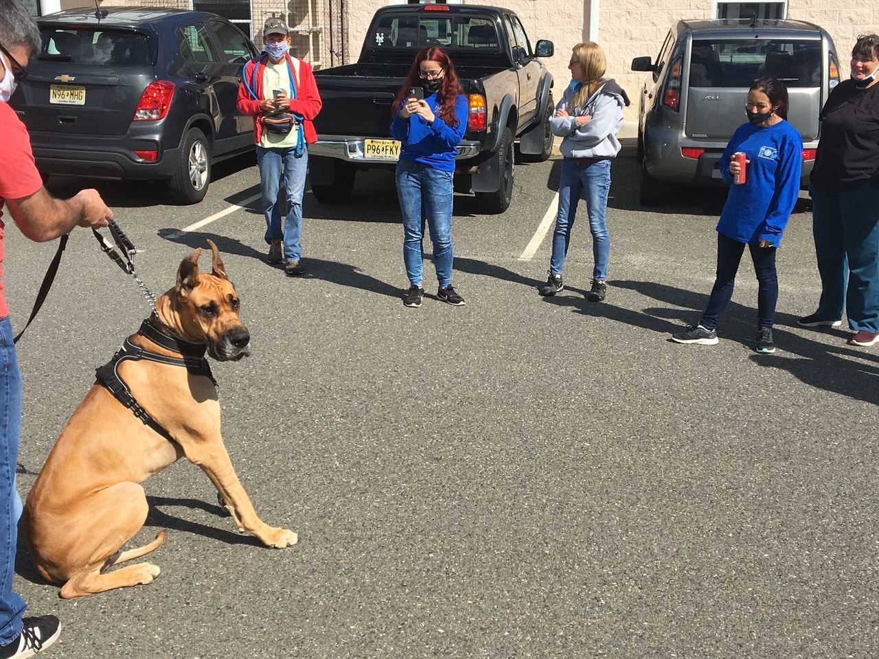 shelter dogs (7).jpeg